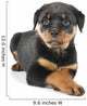 Little Rottweiler puppy dog lies down Wall Decal