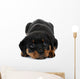 Little Rottweiler puppy dog lies down Wall Decal