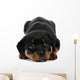 Little Rottweiler puppy dog lies down Wall Decal