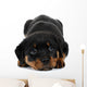 Little Rottweiler puppy dog lies down Wall Decal