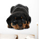 Little Rottweiler puppy dog lies down Wall Decal