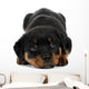 Little Rottweiler puppy dog lies down Wall Decal