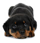 Little Rottweiler puppy dog lies down Wall Decal