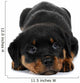 Little Rottweiler puppy dog lies down Wall Decal