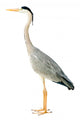 Great Blue Heron Wall Decal