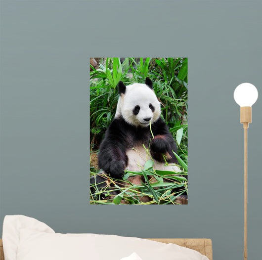 Wild panda Wall Mural