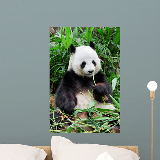 Wild panda Wall Mural