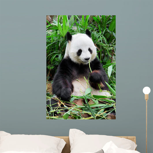 Wild panda Wall Mural