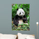 Wild panda Wall Mural