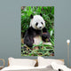 Wild panda Wall Mural