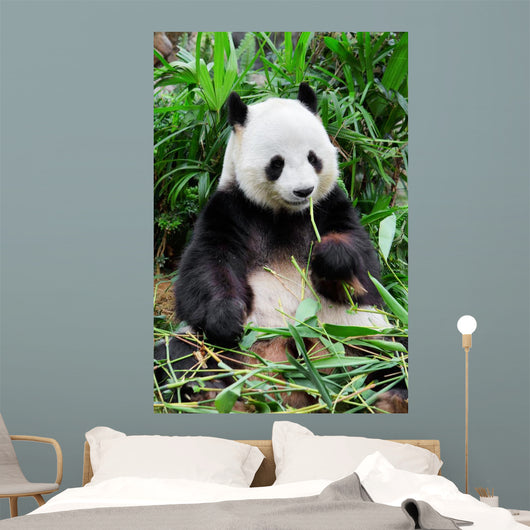 Wild panda Wall Mural