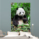 Wild panda Wall Mural
