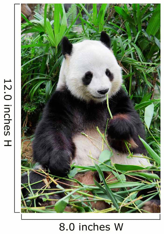 Wild panda Wall Mural