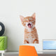 Portrait Red Yawning Kitten