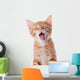 Portrait Red Yawning Kitten