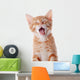 Portrait Red Yawning Kitten