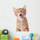 Portrait Red Yawning Kitten