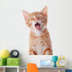 Portrait Red Yawning Kitten