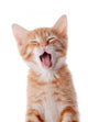 Portrait Red Yawning Kitten
