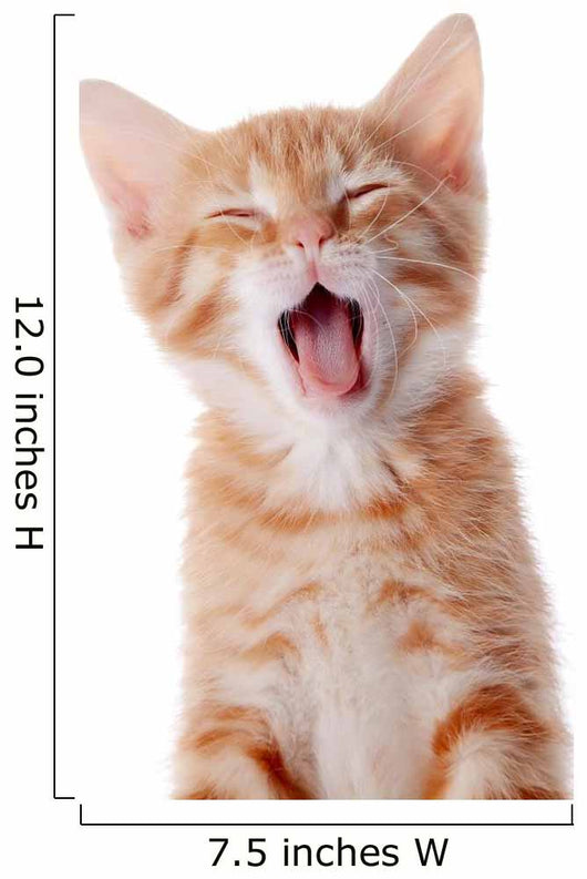 Portrait Red Yawning Kitten