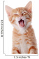 Portrait Red Yawning Kitten