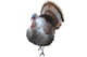 thomas turkey Wall Decal