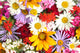beautiful bouquet of bright  wildflowers, close up Wall Mural