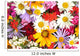 beautiful bouquet of bright  wildflowers, close up Wall Mural