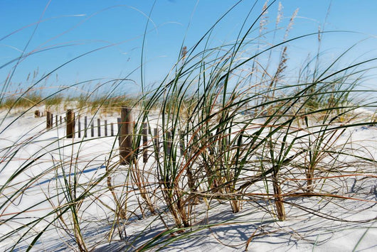 Sea Grass