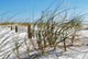 Sea Grass