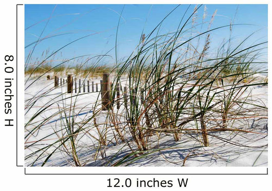 Sea Grass