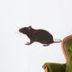 rat, rodent Wall Decal