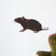 rat, rodent Wall Decal