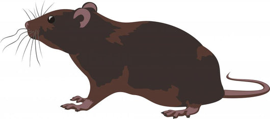 rat, rodent Wall Decal