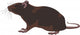 rat, rodent Wall Decal