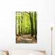 Springtime Forrest