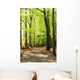 Springtime Forrest