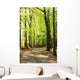 Springtime Forrest