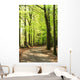 Springtime Forrest