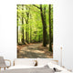 Springtime Forrest