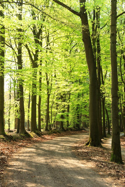 Springtime Forrest