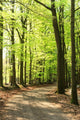 Springtime Forrest