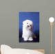 Maltese Lap Dog Wall Mural
