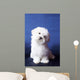 The Maltese Lap Dog Wall Mural