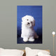 The Maltese Lap Dog Wall Mural