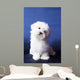 The Maltese Lap Dog Wall Mural