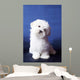 The Maltese Lap Dog Wall Mural