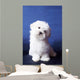 The Maltese Lap Dog Wall Mural