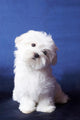 The Maltese Lap Dog Wall Mural