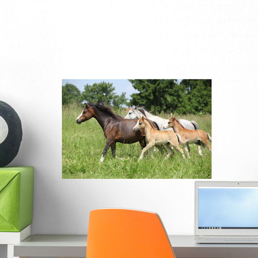 Mares and Foals Running Wall Mural